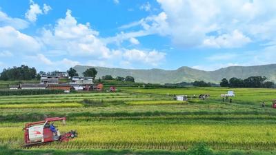 楚雄永仁：“幸福里”水稻好“丰”景