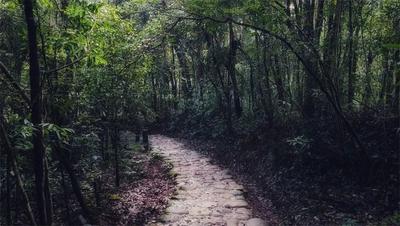 《奔跑吧—茶马古道篇》普洱“开跑”，领略千年茶韵的古道魅力