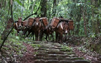 《奔跑吧—茶马古道篇》普洱“开跑”，领略千年茶韵的古道魅力