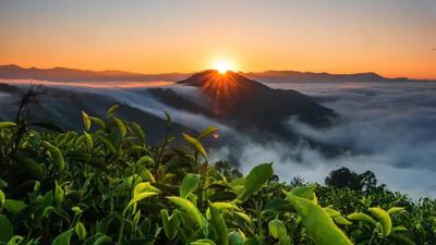 秋风里的临沧茶话 一盏香茗绘秋色