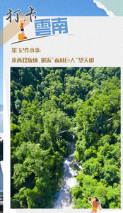打卡云南丨第32件小事：来西双版纳，邂逅“雨林巨人”望天树