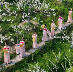 打卡云南｜第73件小事：李花怒放 昭通绥江邀您来赏花