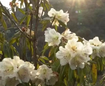 打卡云南丨第98件小事：人间四月正芳菲，到临沧临翔赏深山杜鹃“醉”如雪