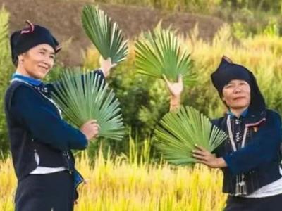 打卡云南 | 第125件小事：走进玉溪元江，感受哈尼棕扇舞的魅力