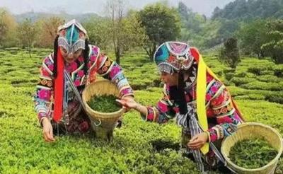 打卡云南 | 第161件小事：来双柏白竹山，赴一场茶语休闲生活之旅