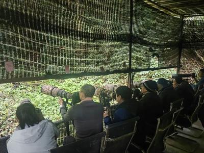 观鸟季丨快来“百鸟谷”感受自然之美、和谐之美