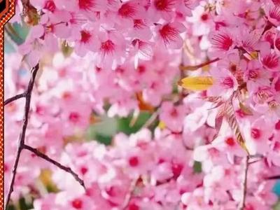 打卡云南丨第15件小事：来红河赏冬樱花美景
