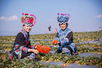 冬游楚雄，花样挺多！