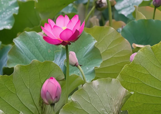 打卡云南丨第183件小事：临沧三角梅园，并蒂荷花惊艳当“夏”