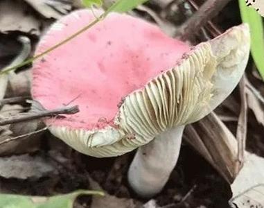 打卡云南 | 第194件小事：品尝珍馐大红菌，感受舌尖上的普洱味道