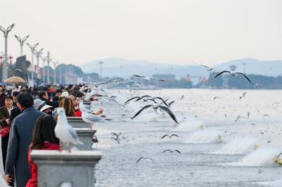 跨越山海 浪漫滇池——“我与海鸥的故事”摄影征集活动在昆明启动