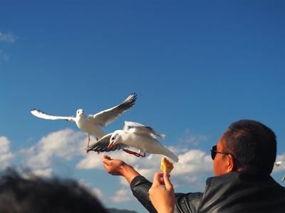 跨越山海 浪漫滇池——“我与海鸥的故事”摄影征集活动在昆明启动