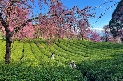 冬暖花开遇云南 | 来走进“世界花园”开启赏花之旅