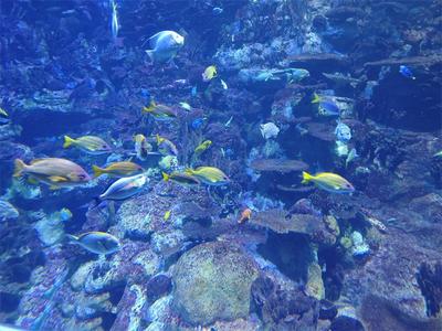 探寻神奇动物之旅 拥抱海底奇观  这个春节就来香港海洋公园共贺新春
