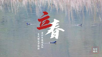 立春 |  昭通水富：金沙水暖鸭先知