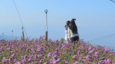 春天赏花正当时