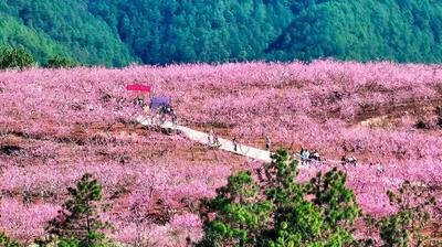 寻着花香，遇见楚雄的春和景明