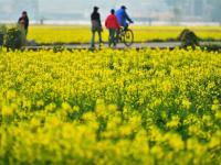 来建水稻田公园，感受油菜花的浪漫
