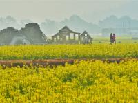 来建水稻田公园，感受油菜花的浪漫
