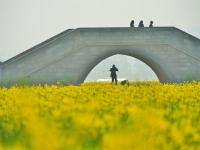 来建水稻田公园，感受油菜花的浪漫
