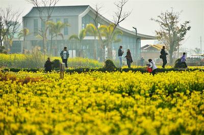 惊蛰 | 在建水稻田公园，邂逅一场金色浪漫