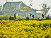 来建水稻田公园，感受油菜花的浪漫
