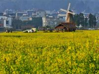来建水稻田公园，感受油菜花的浪漫
