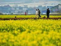 来建水稻田公园，感受油菜花的浪漫
