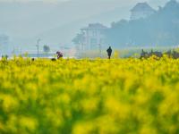 来建水稻田公园，感受油菜花的浪漫
