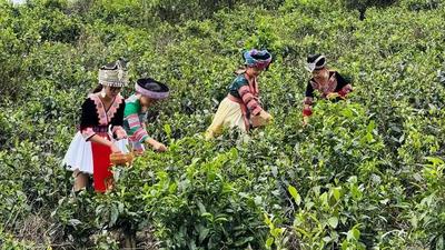老山国际春茶节 | 明天去麻栗坡看茶王争霸