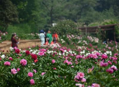 花期乡遇！开启“旅居楚雄·浪漫赏花”之旅