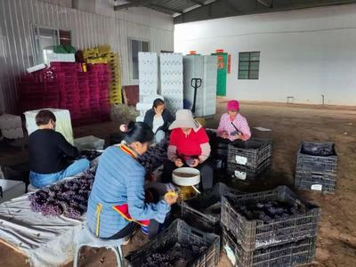 楚雄永仁丨猛虎乡：党建引领“家门口务工车间”，统战聚力托起民生“大幸福”