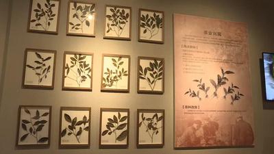 从静态到活态 ，凤庆滇红茶博物馆让历史“沏”入生活