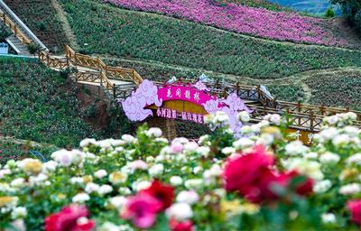 旅居紅河 村長有請 | 村寨為筆、文化為墨 繪就紅河鄉村旅居新韻味