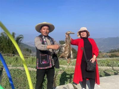旅居紅河 村長有請 | 村寨為筆、文化為墨 繪就紅河鄉村旅居新韻味