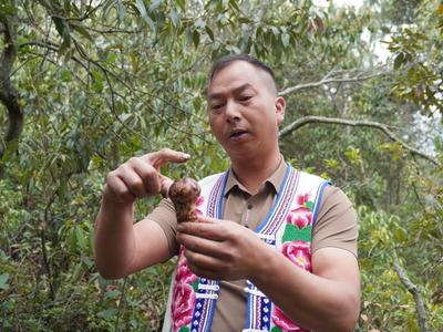 楚雄南华五街镇：喜采今年首朵松茸 拉开松茸采摘序幕