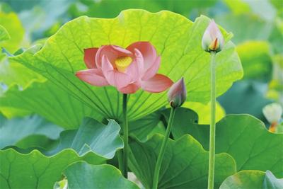 旅居红河 畅享四季 | 异龙湖畔荷花开
