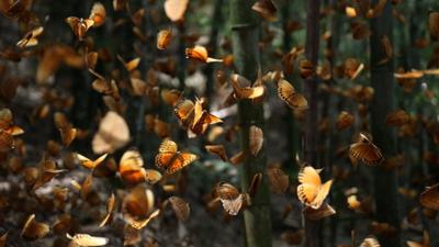 “亿”只蝴蝶，舞动金平文旅新画卷