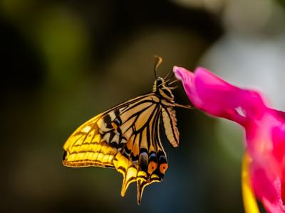 “亿”只蝴蝶，舞动金平文旅新画卷