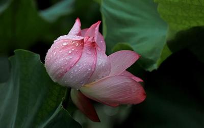 云游 | 暑期，云南“荷”你有约