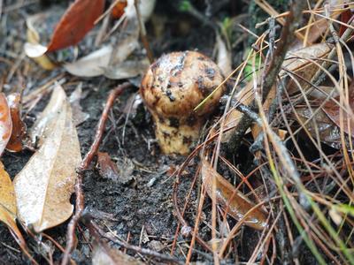 楚雄南华五街镇：喜采今年首朵松茸 拉开松茸采摘序幕