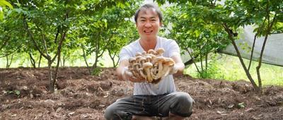 楚雄永仁：林下栎窝菌“破土”  撑起群众“致富伞”