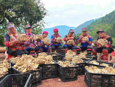 云南双柏：小菌菇撑起乡村振兴“致富伞”
