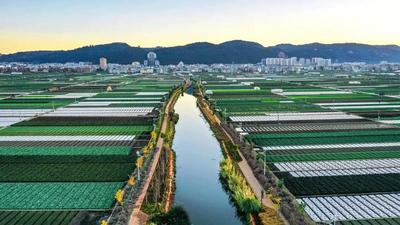 温润玉溪 旅居福地丨特色产业驱动 文旅活动赋能 美丽乡村宜居大树引客来 ——通海县秀山街道大树社区旅居典型案例
