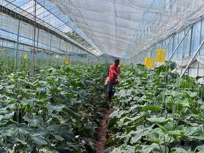“深度双绑”联农带农模式在弥城镇多点开花