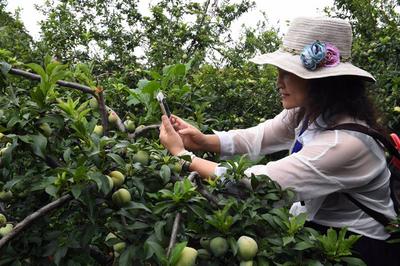 元谋县：新华桃李挂满枝 富民产业绽新颜