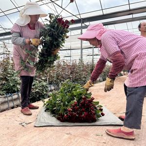 楚雄市：花开有“利”绘就“美丽经济”新图景