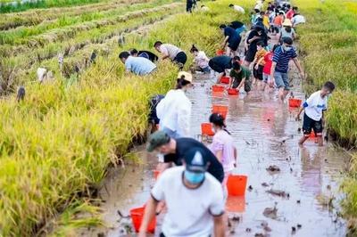 七夕赴约“仙鹤之乡”！双柏大庄稻田文旅盛宴，解锁你的秋日旅居新姿势