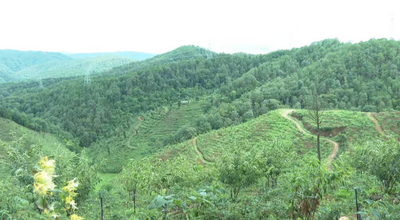 楚雄禄丰：林下种出“金叶子” 为乡村振兴注入“绿色引擎”