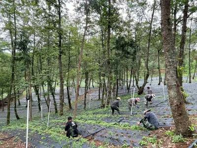 楚雄双柏茯苓：一棵“菌子”串起的共富链